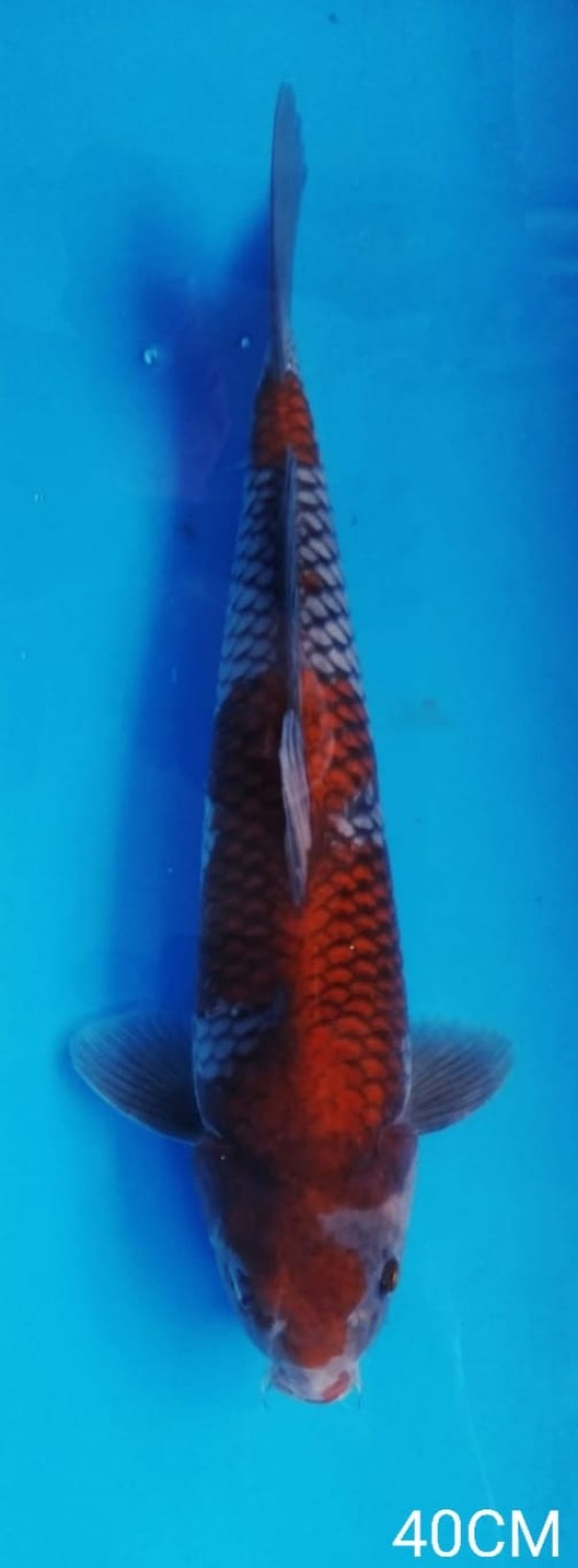 Juara 3