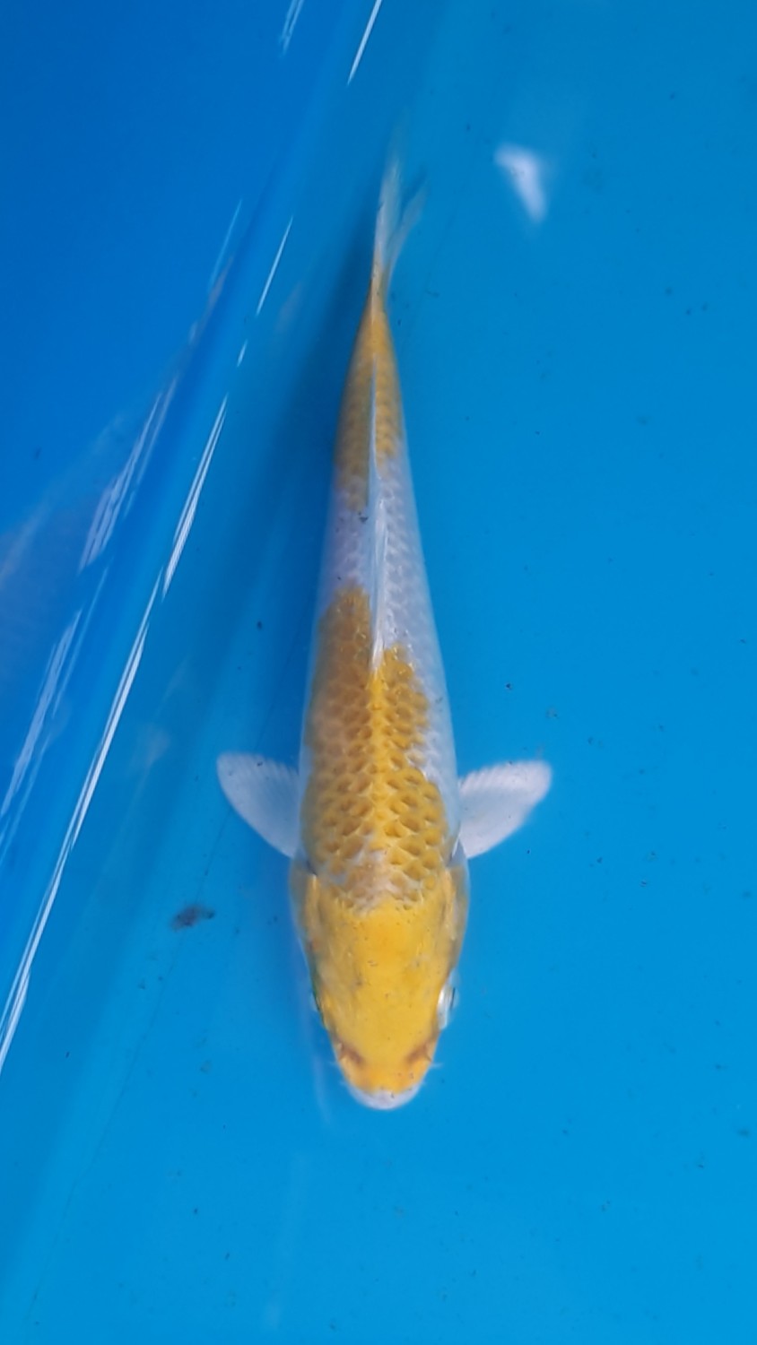 Juara 5