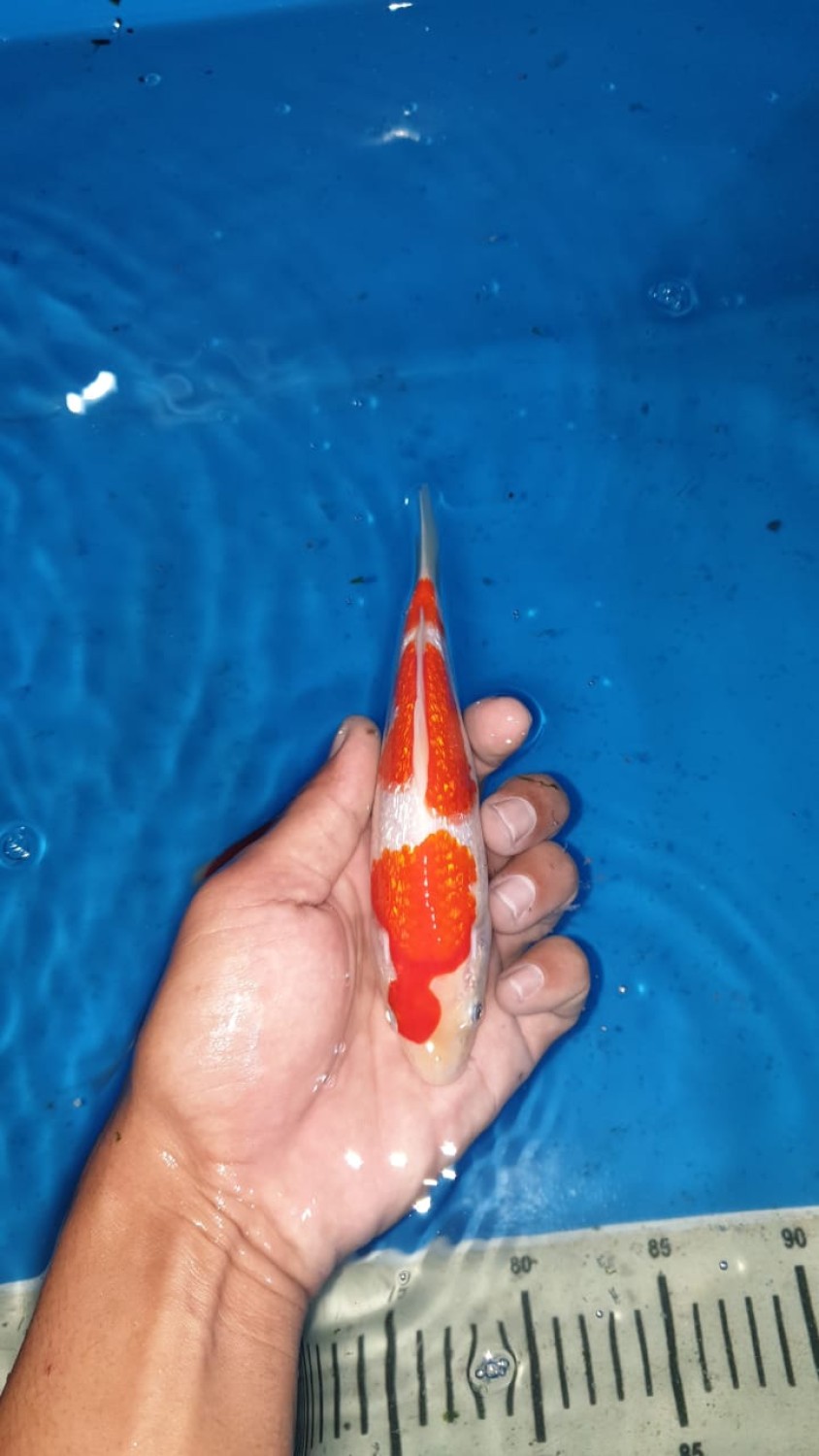 Juara 5