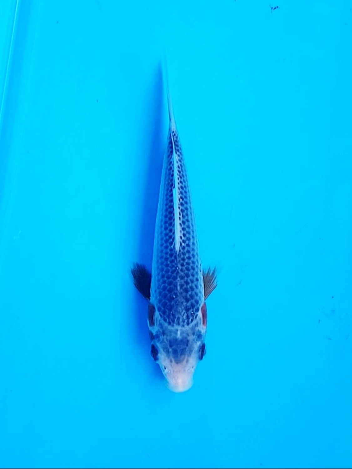Juara 3