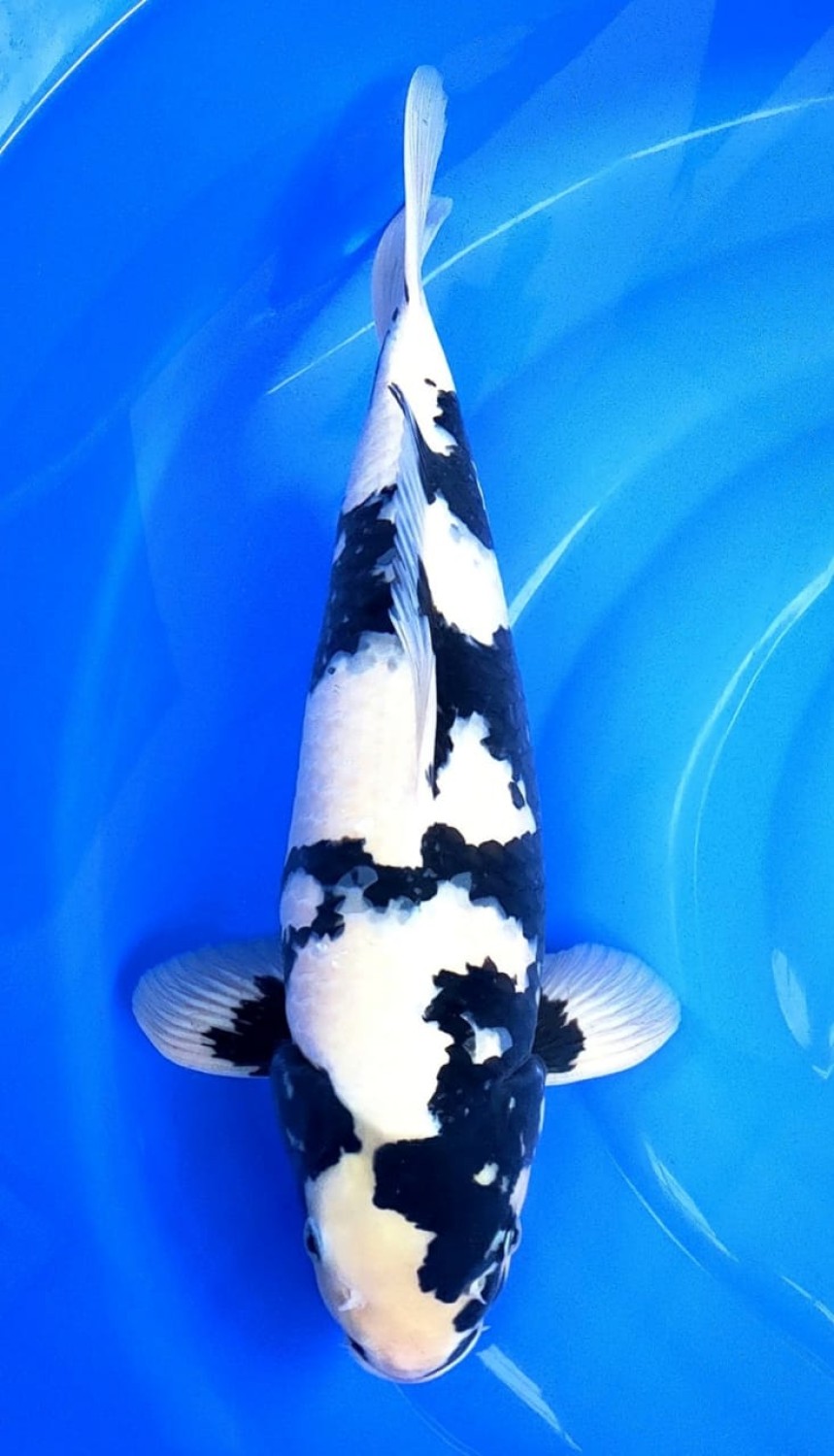 Juara 5