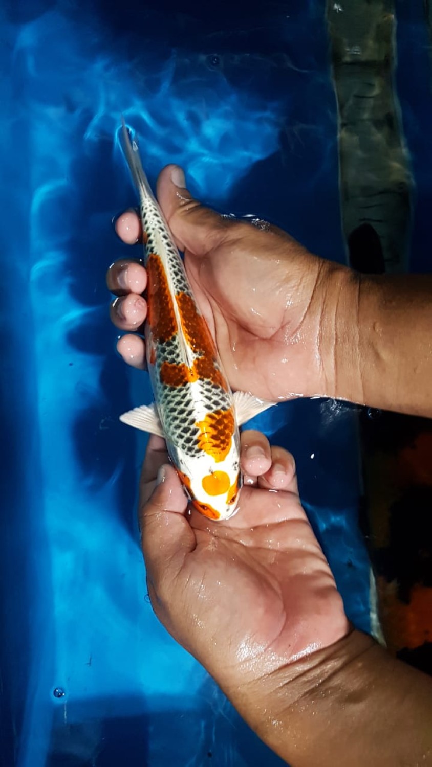 Juara 2