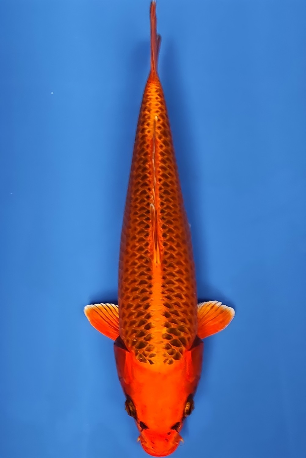 Juara 5