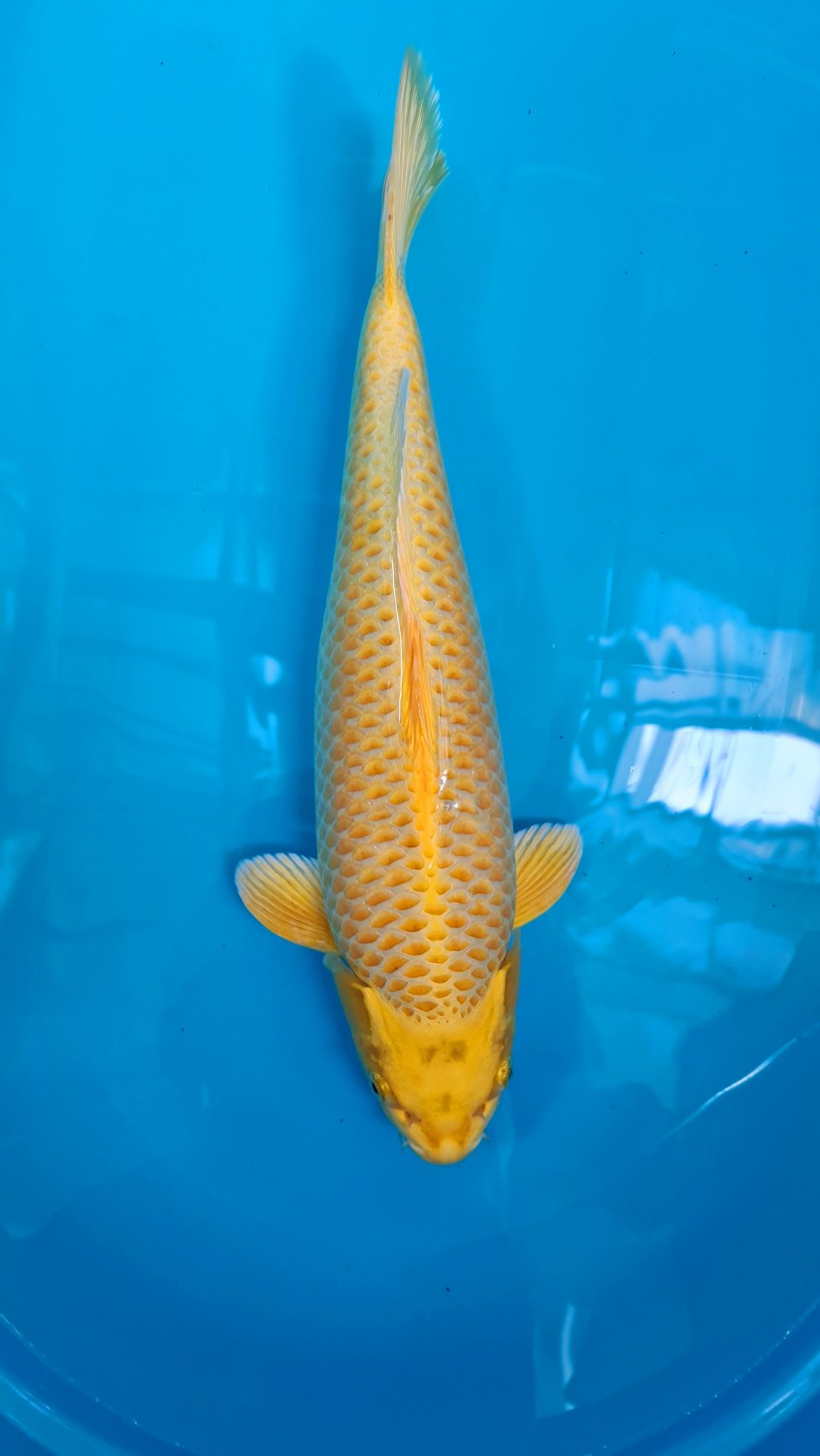 Juara 1