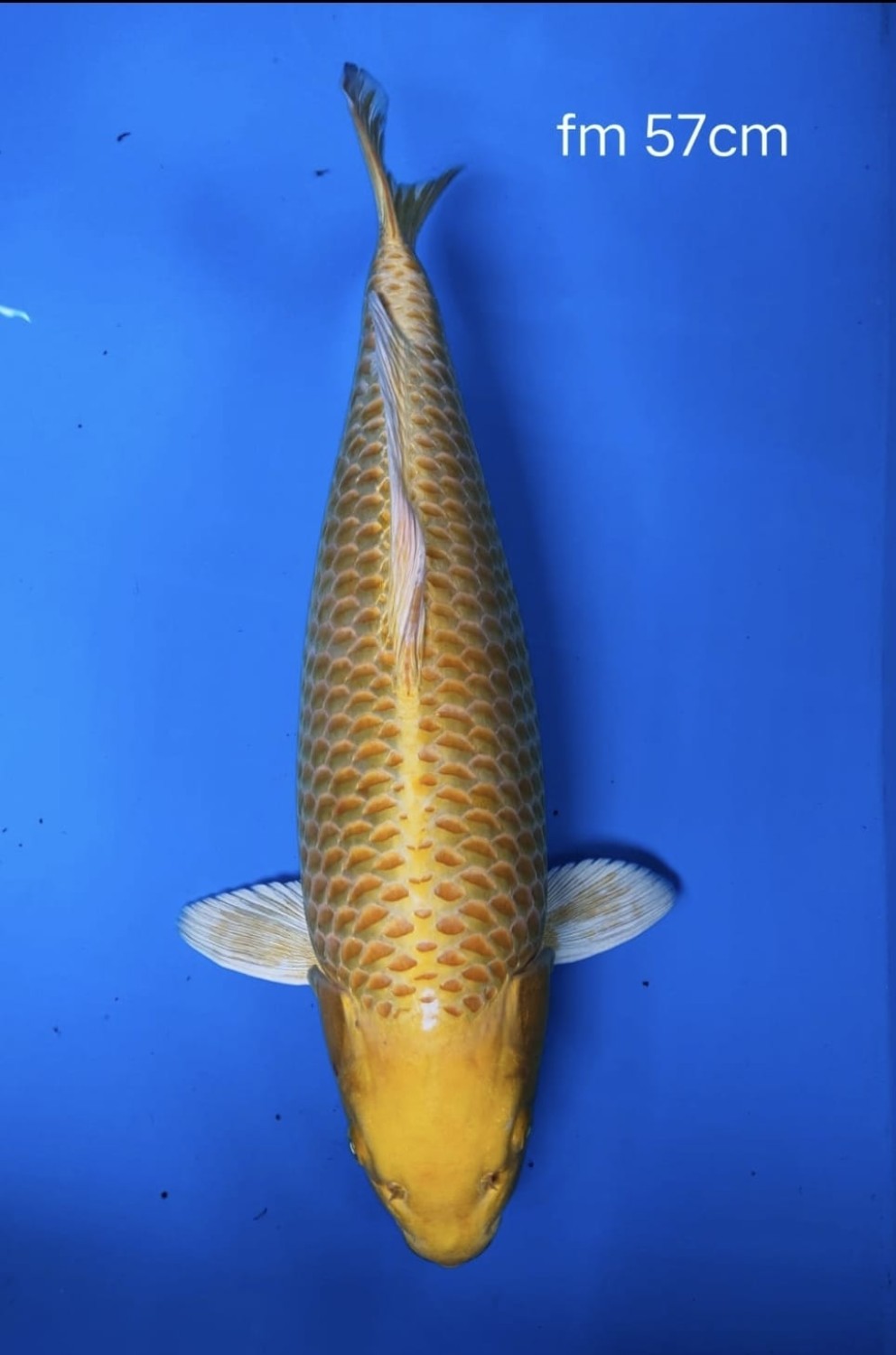 Juara 2
