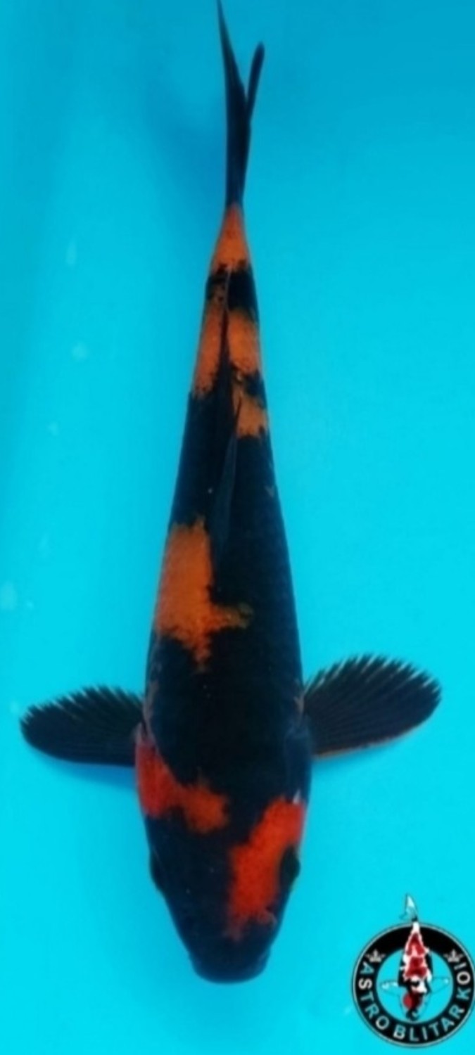 Juara 2