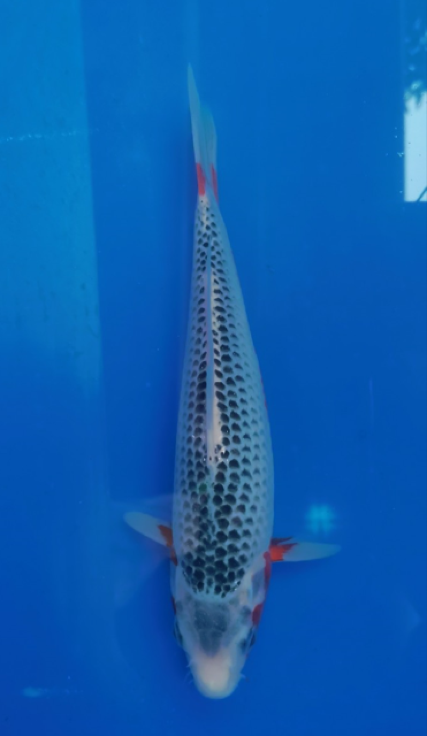 Juara 2