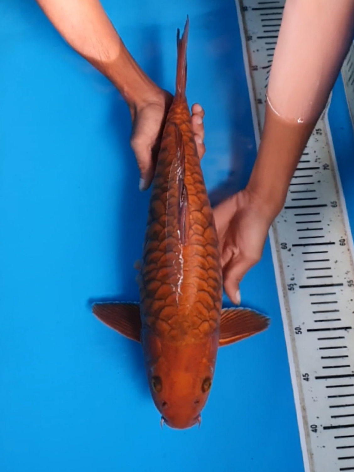 Juara 1