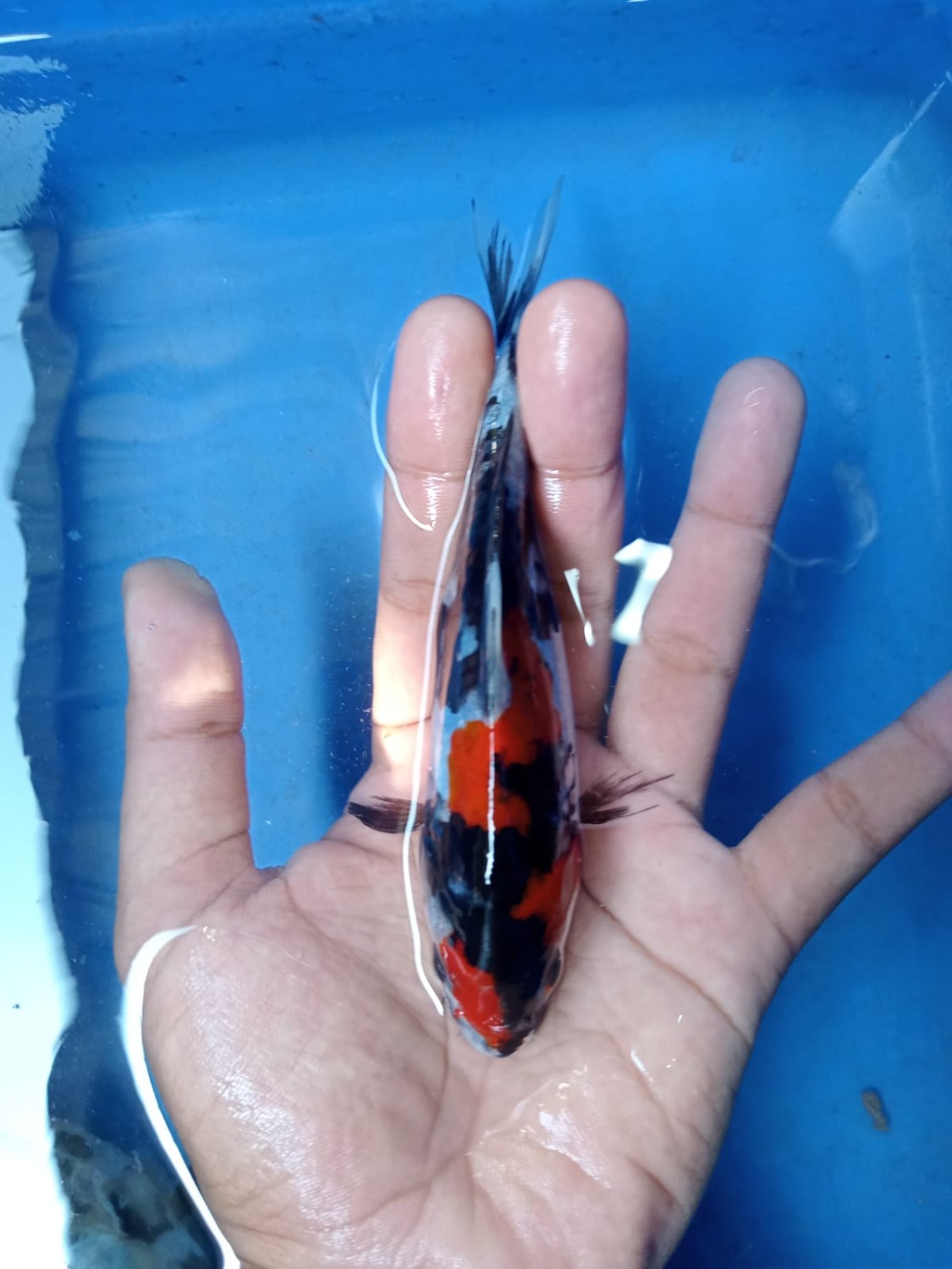 Juara 2