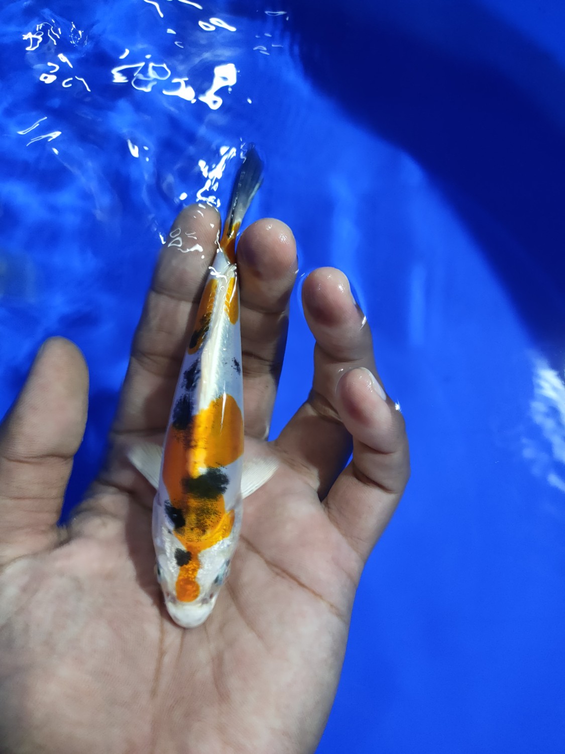 Juara 3