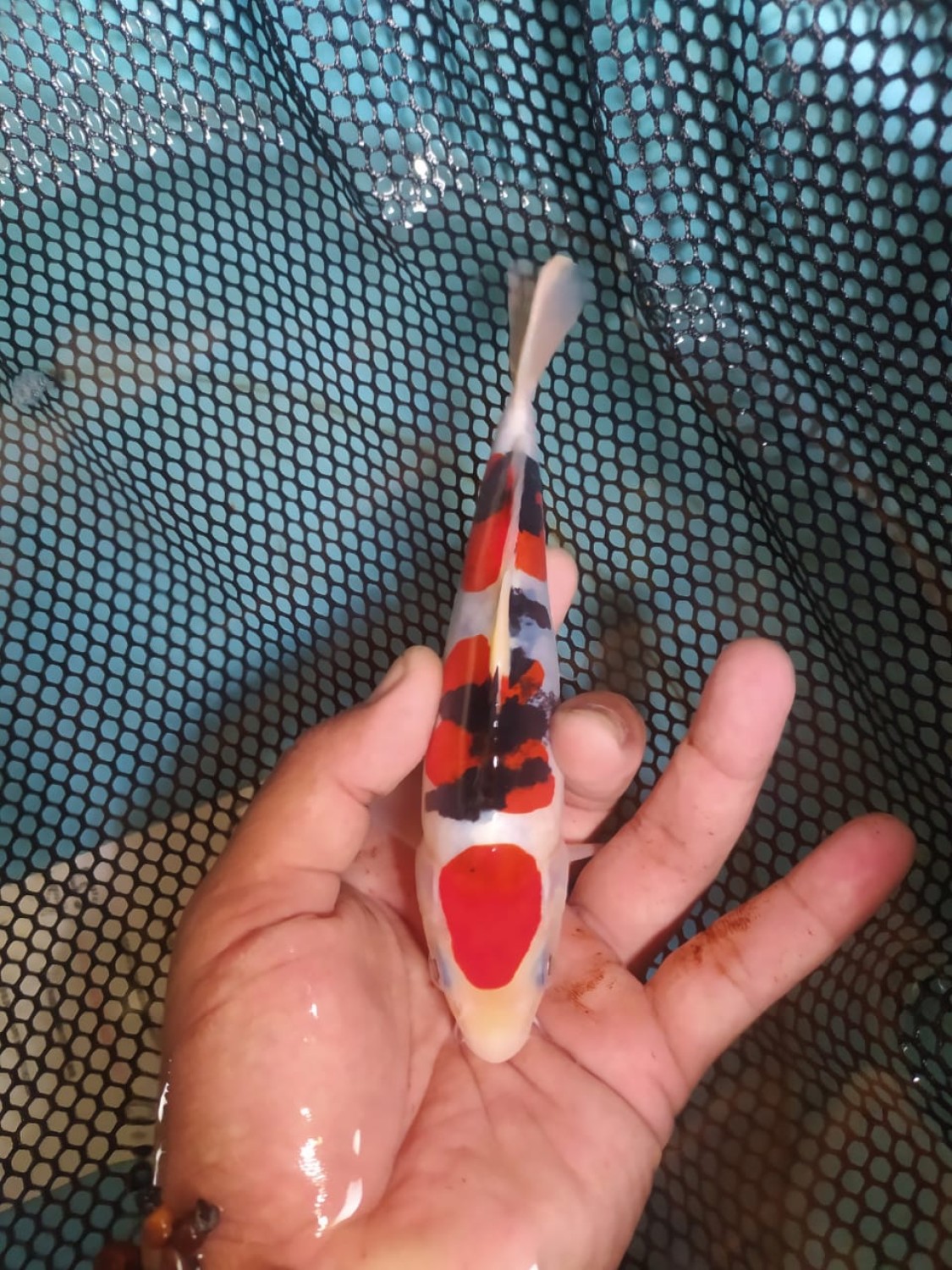 Juara 3