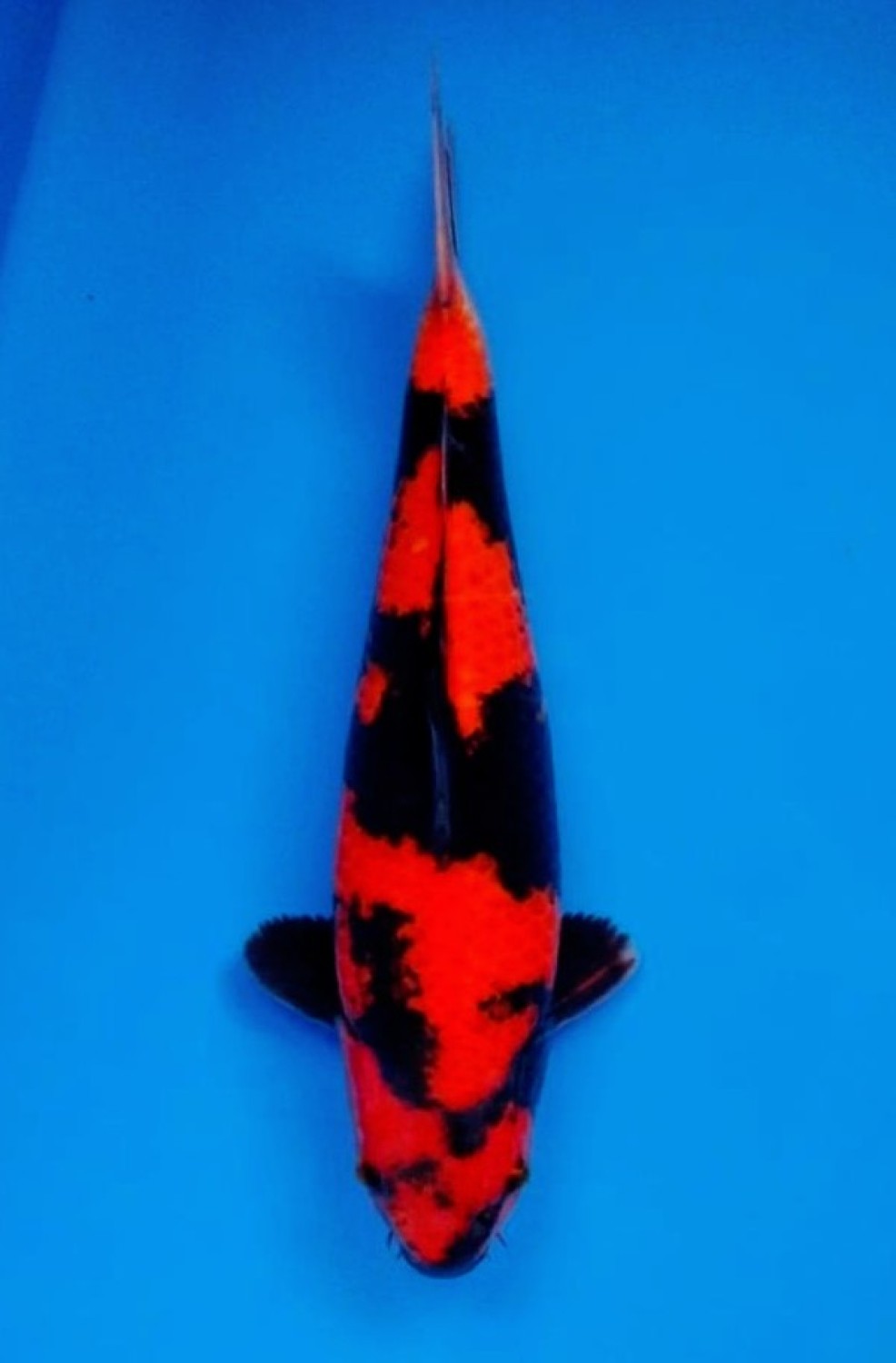 Juara 1