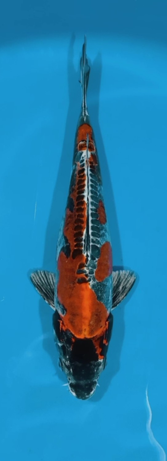 Juara 5