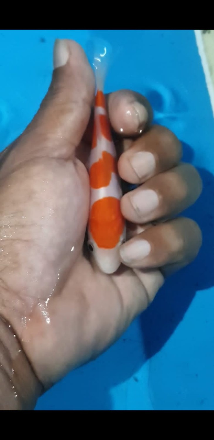 Juara 4
