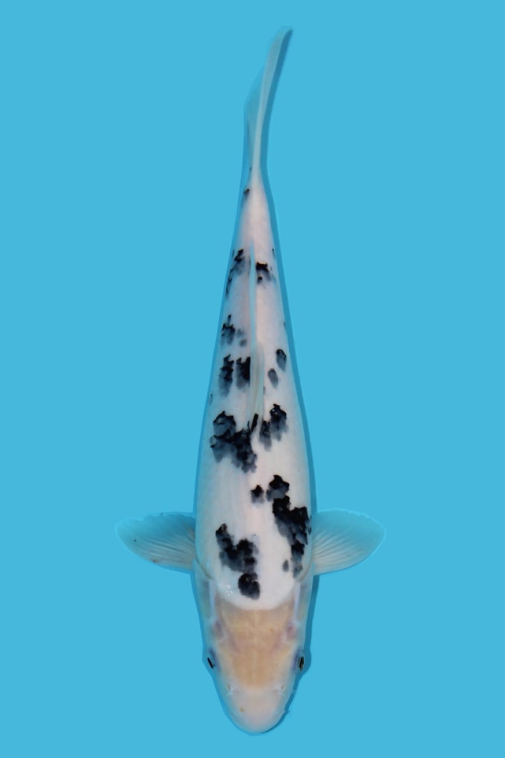 Juara 2