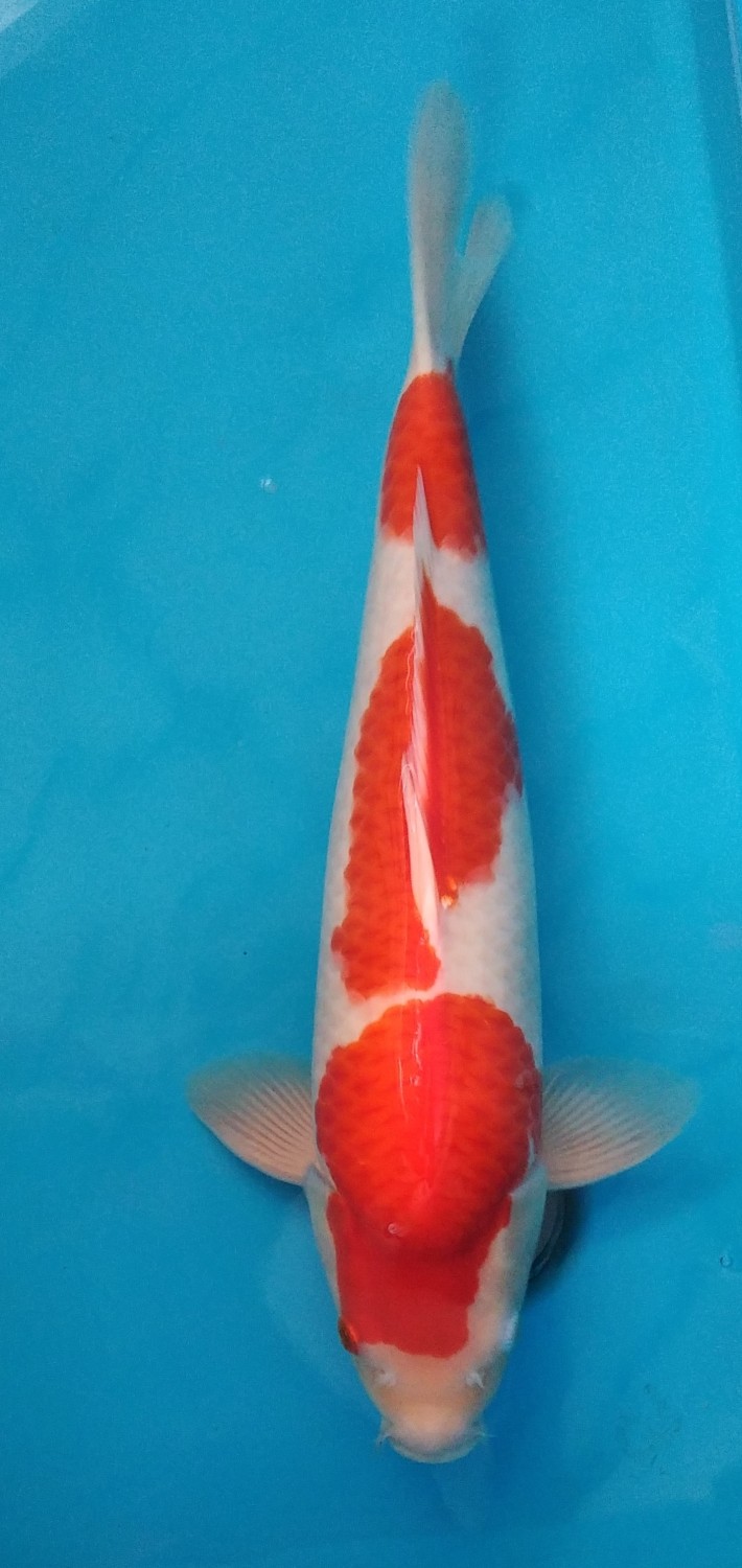 Juara 1