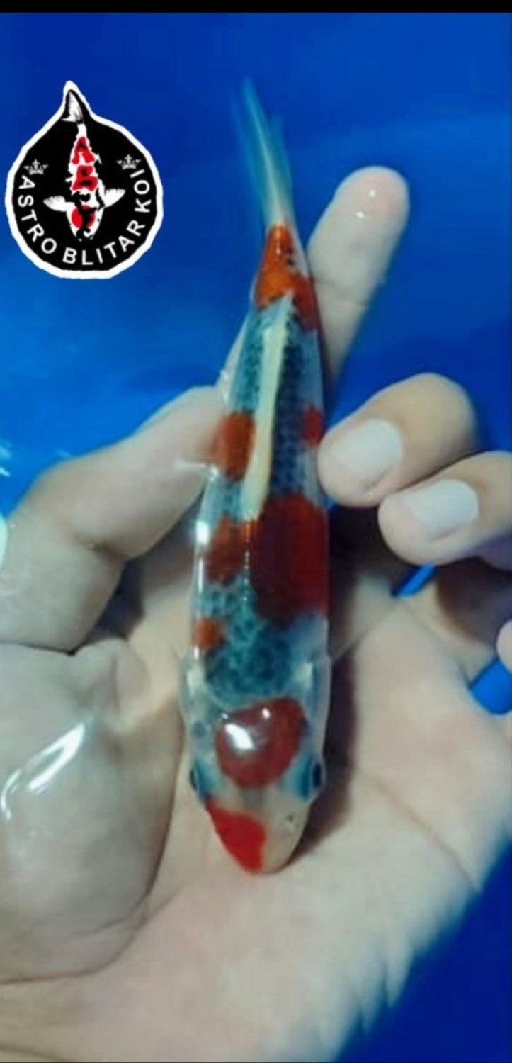 Juara 5