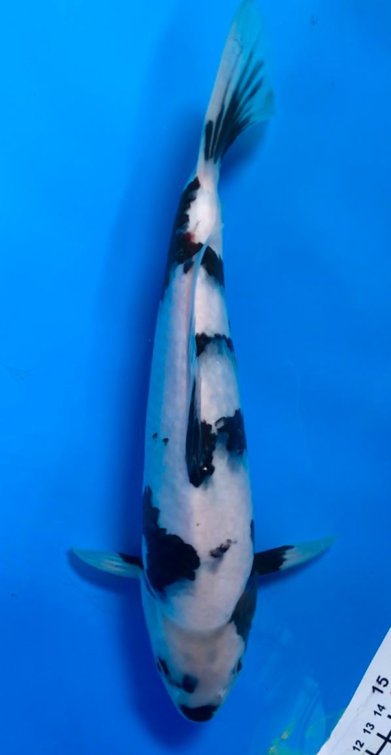 Juara 5