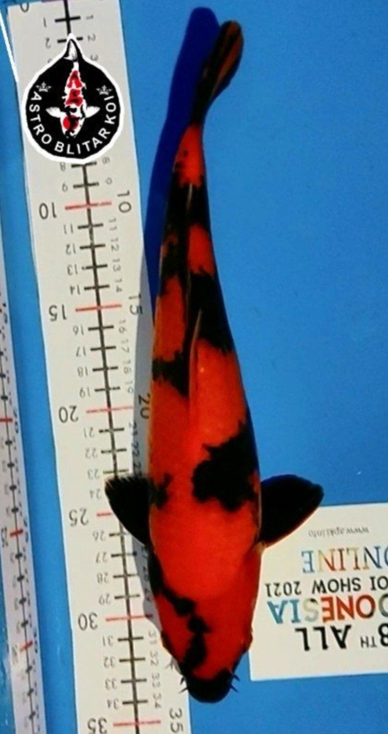 Juara 5
