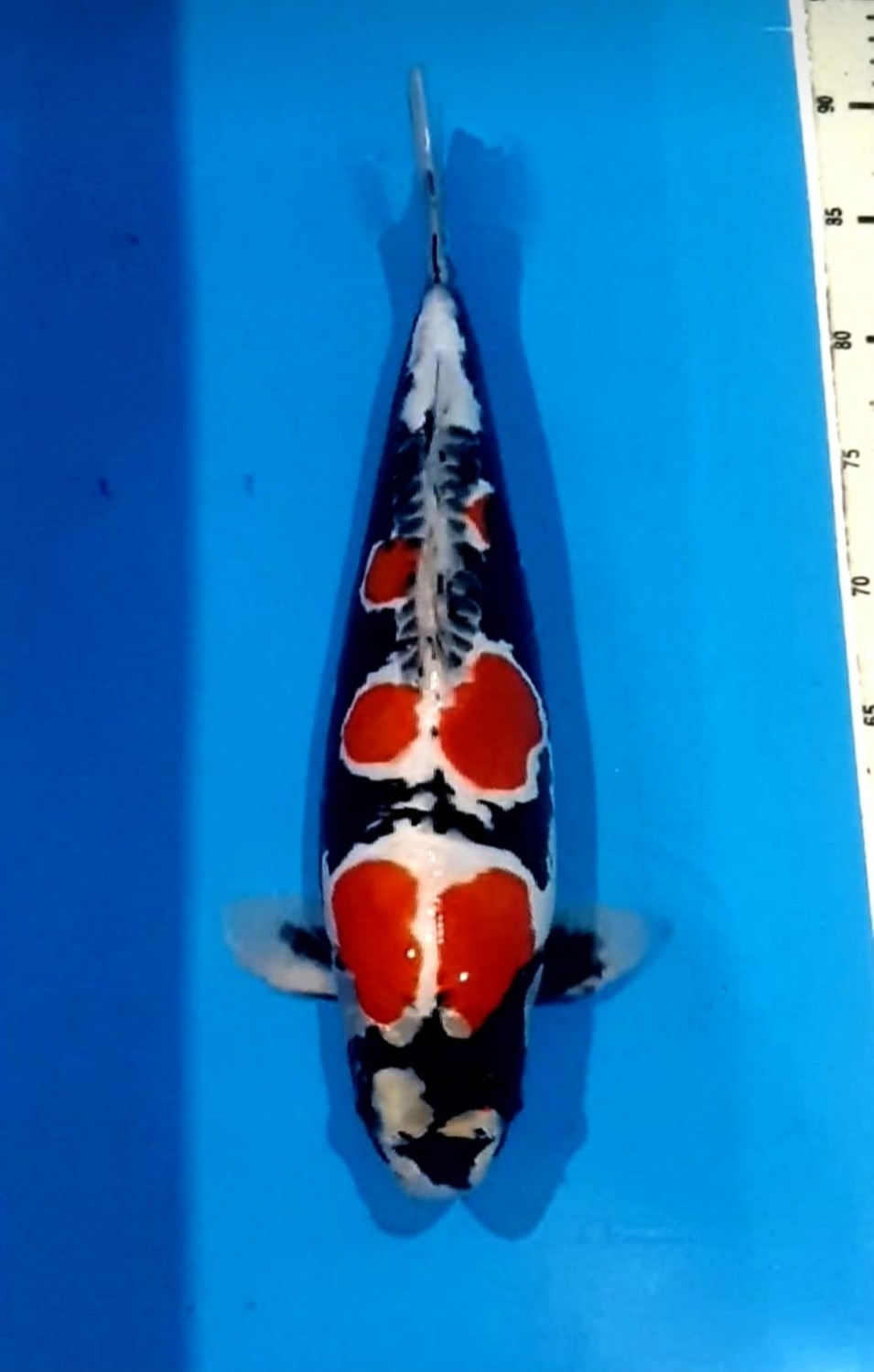 Juara 5