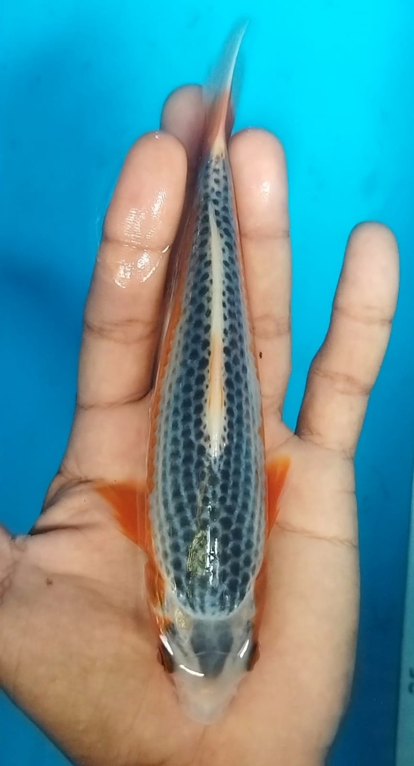 Juara 2