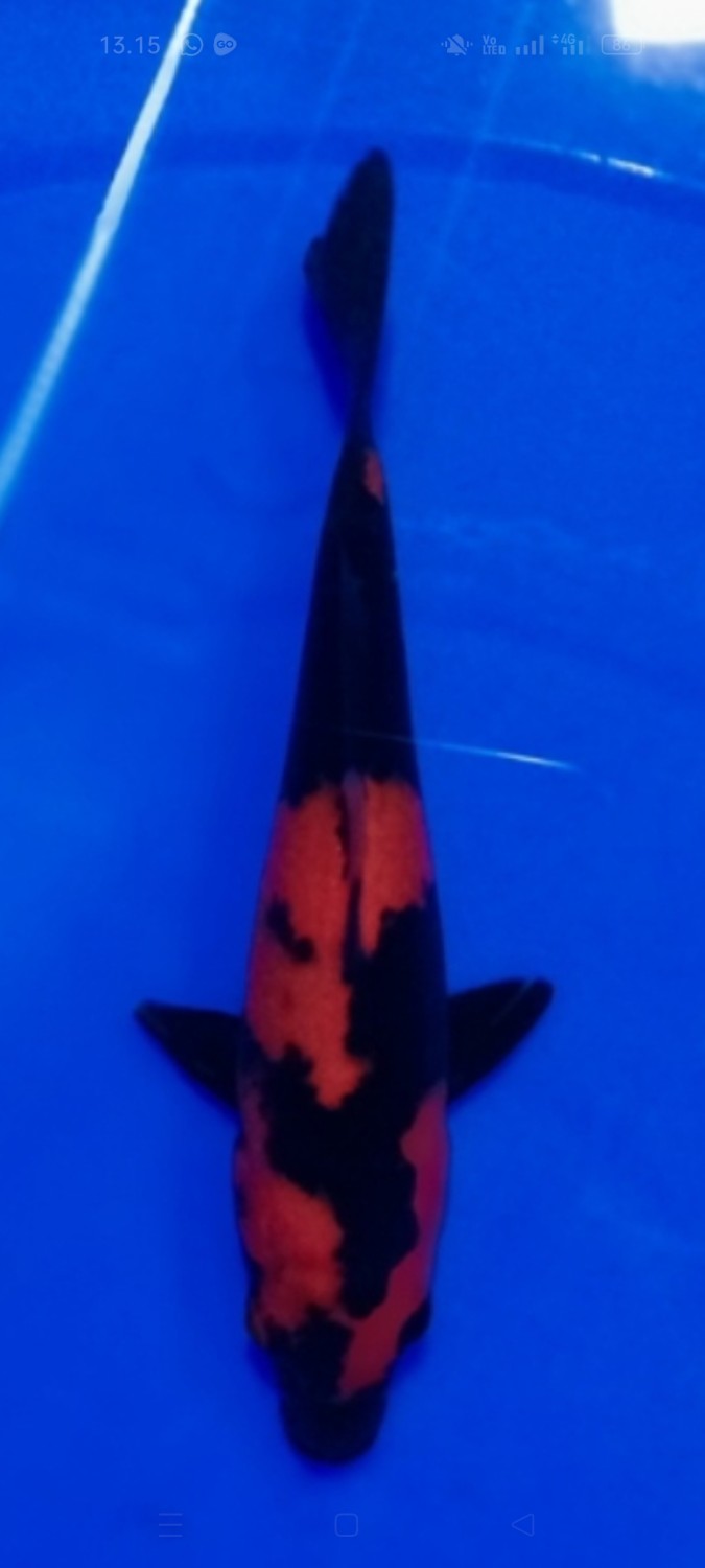 Juara 4