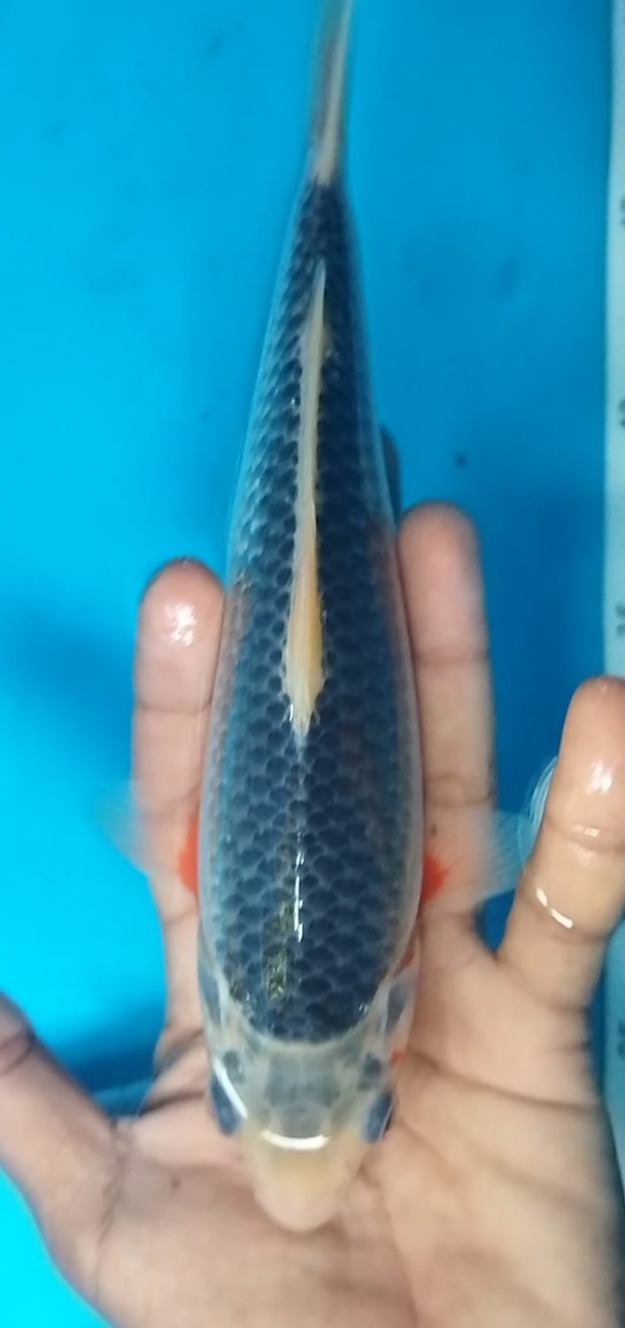Juara 4