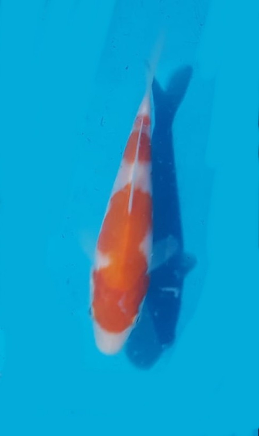 Juara 4