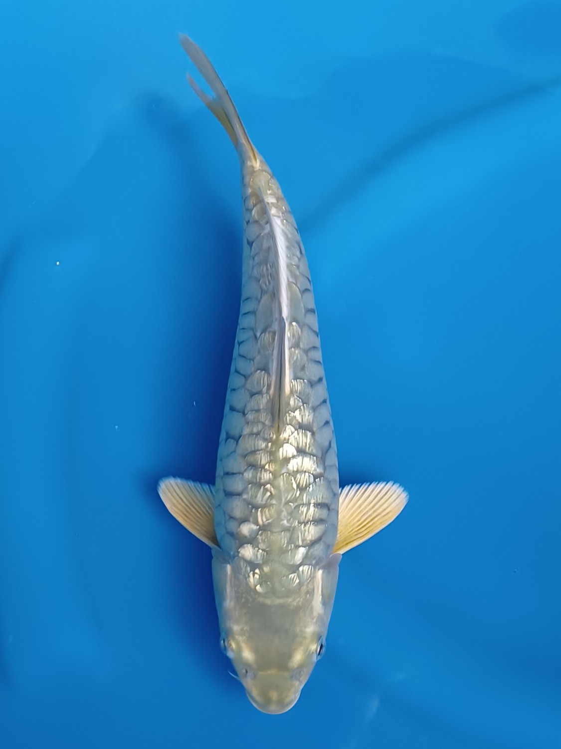 Juara 1