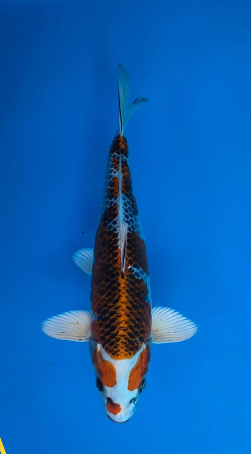 Juara 5