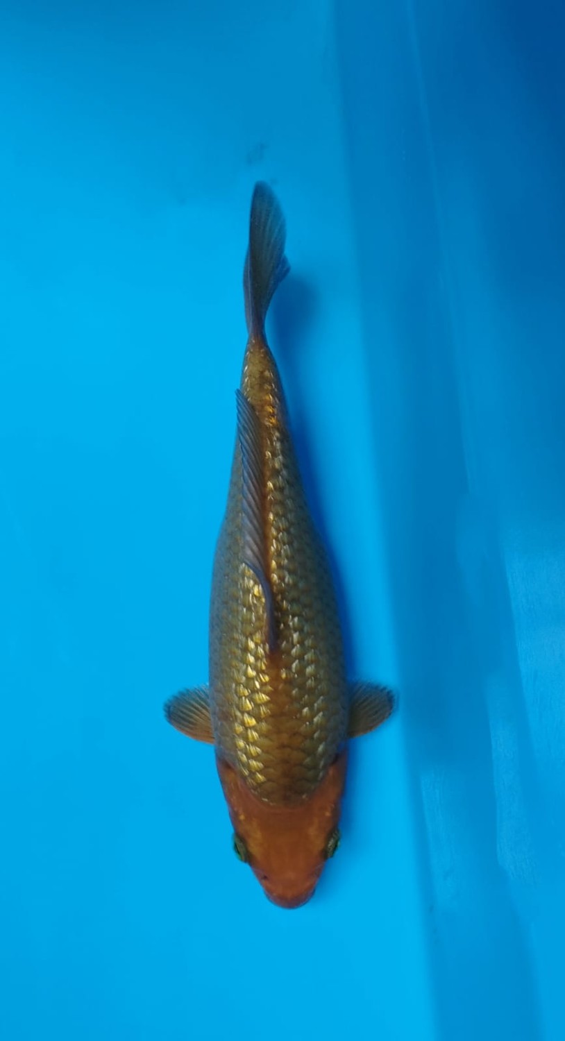 Juara 5