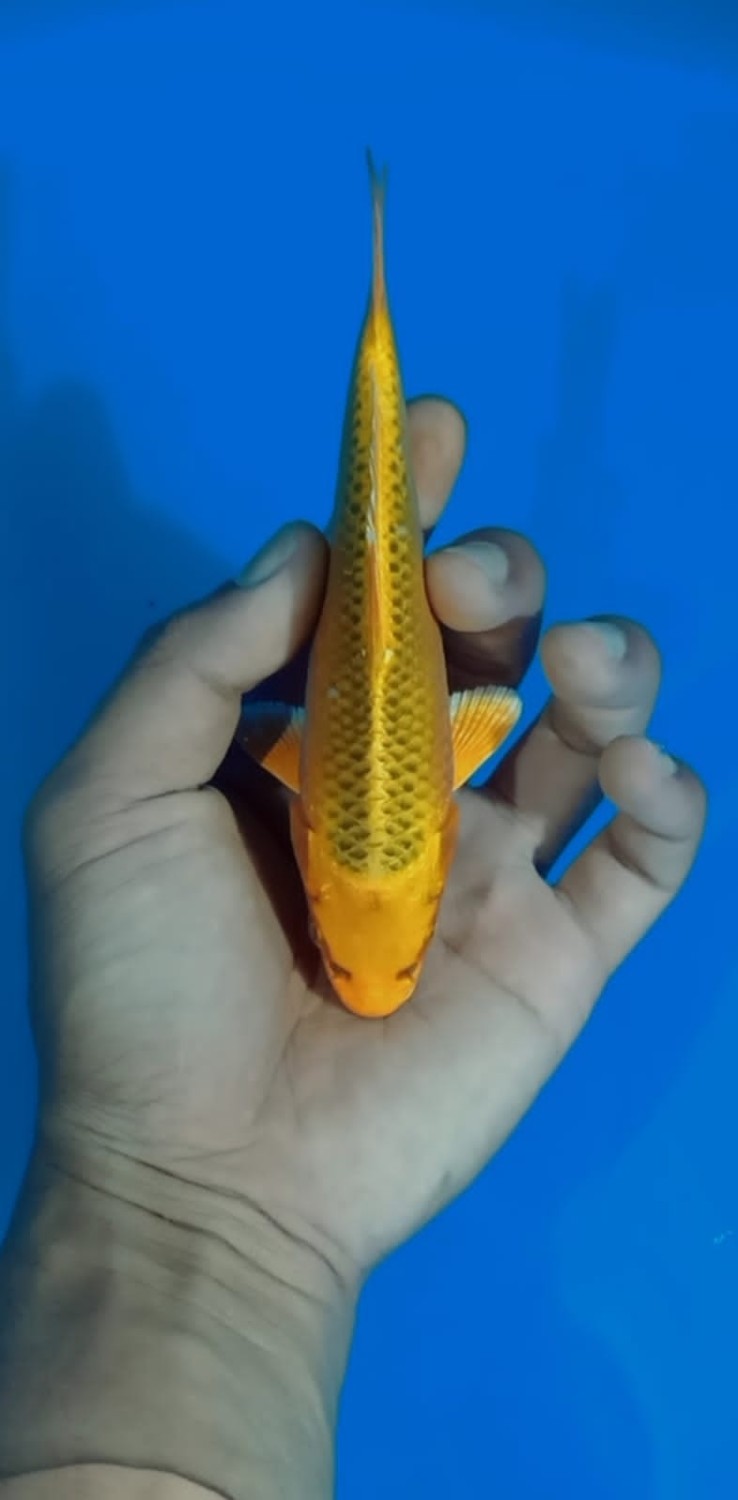Juara 4