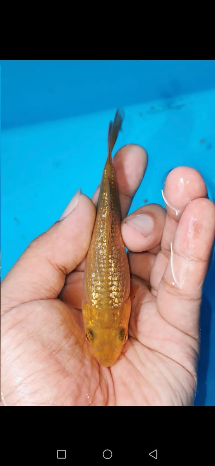 Juara 3