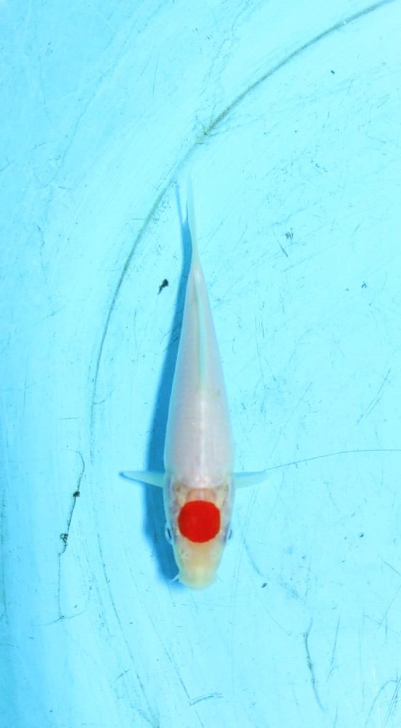 Juara 5