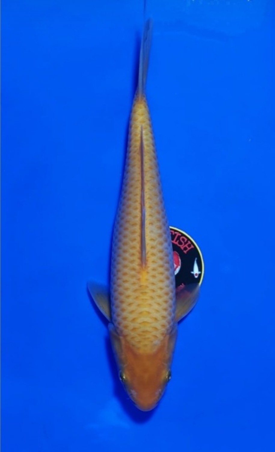 Juara 3