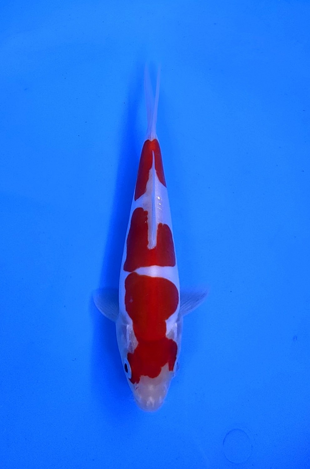Juara 5