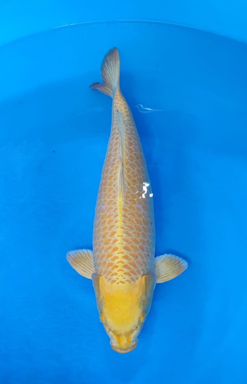 Juara 2