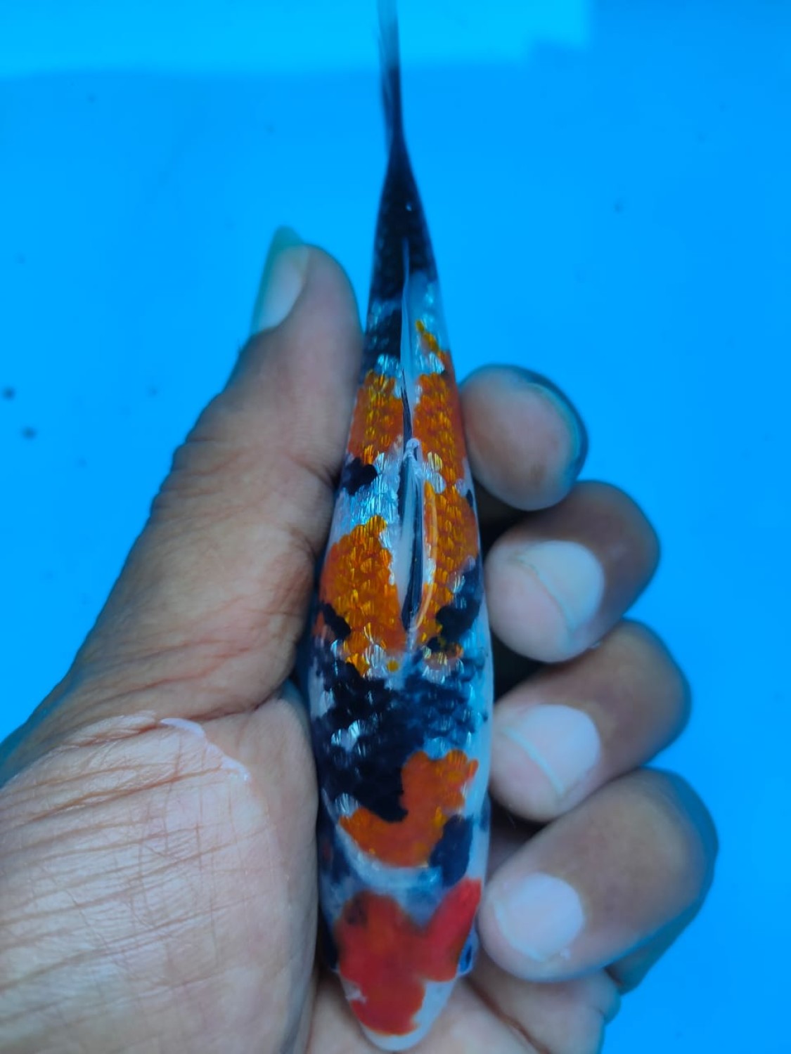 Juara 1