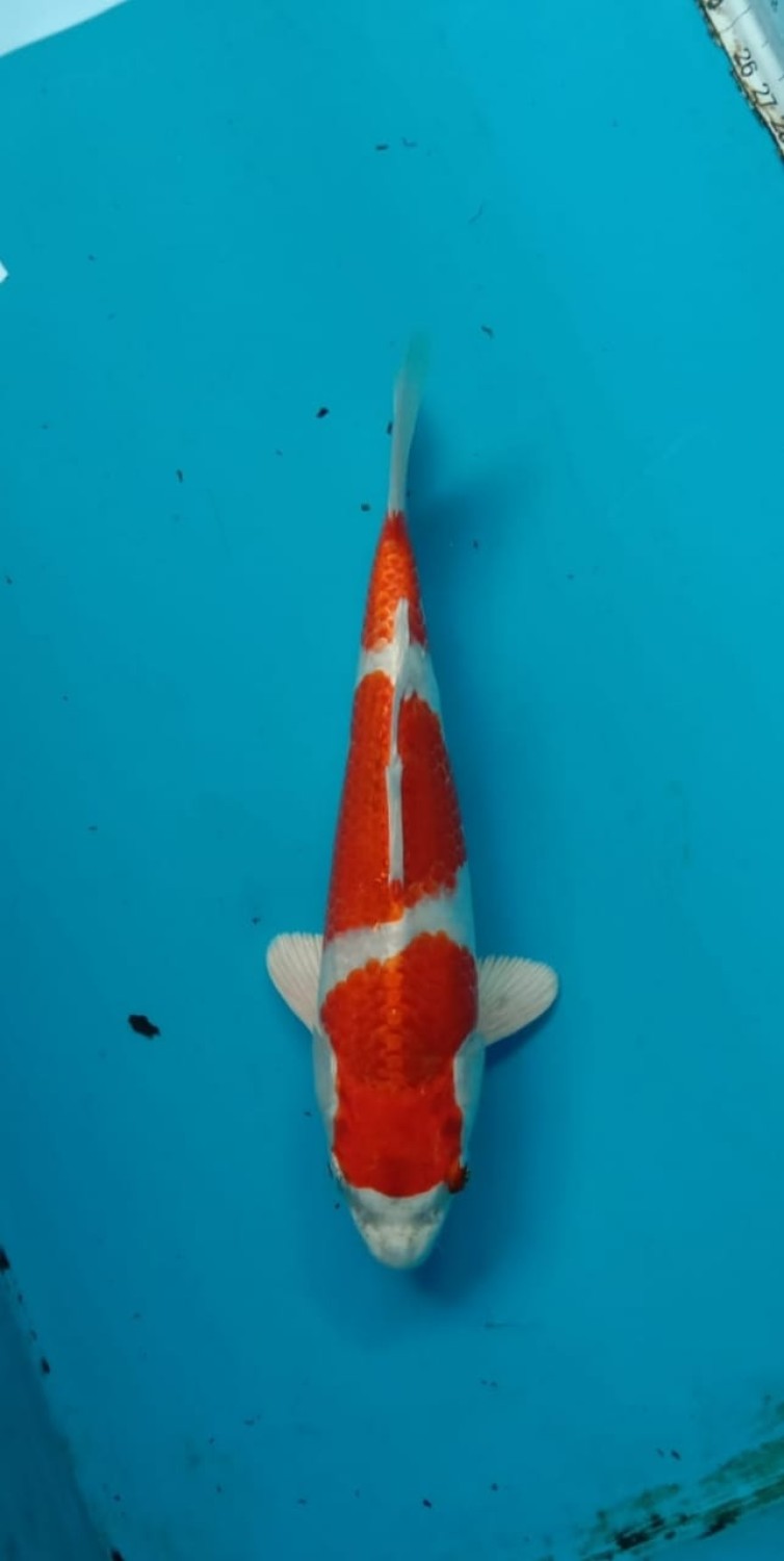 Juara 1