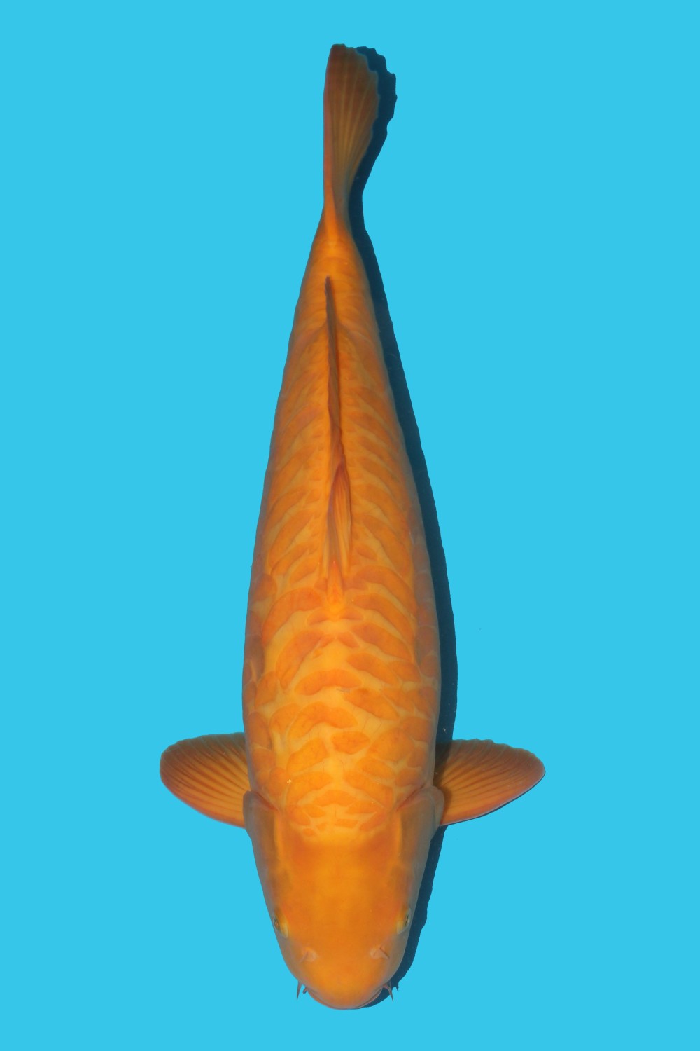 Juara 1