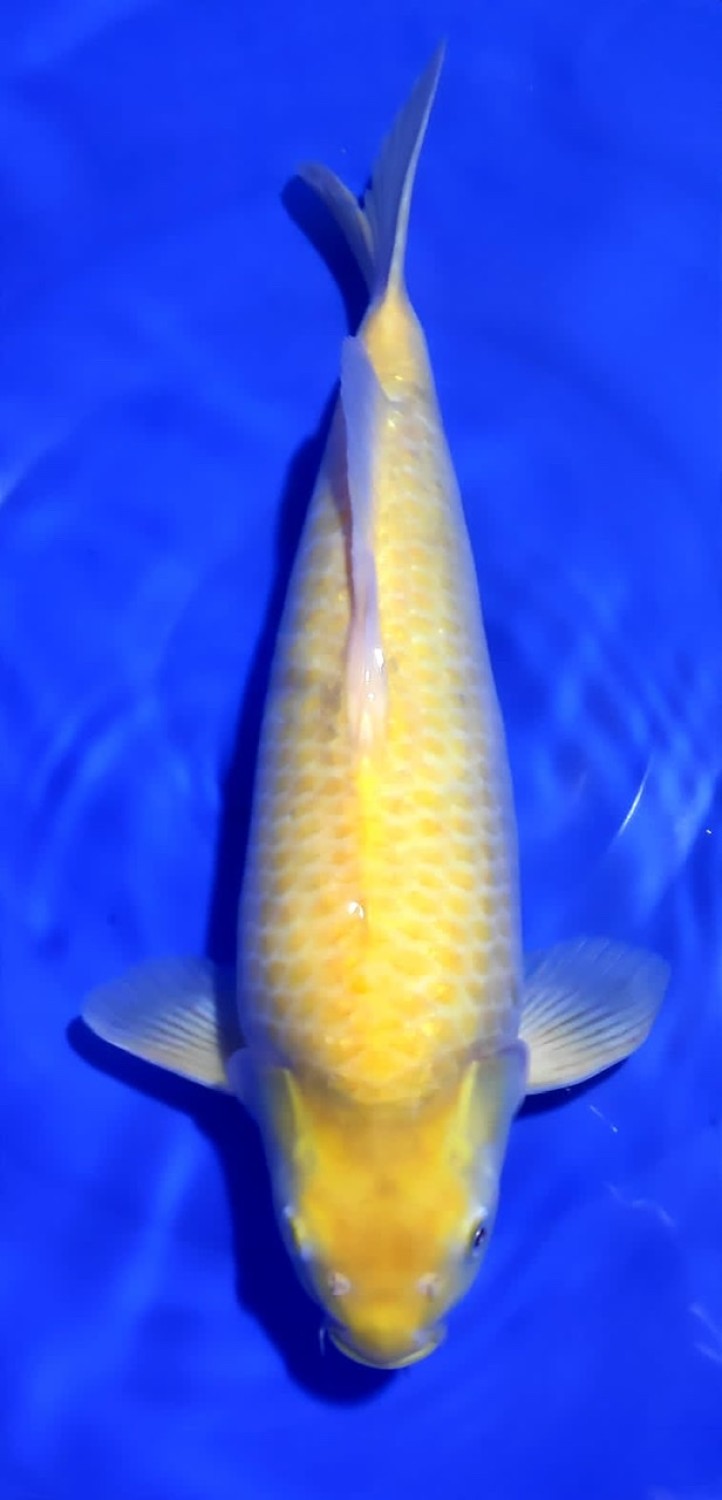Juara 5