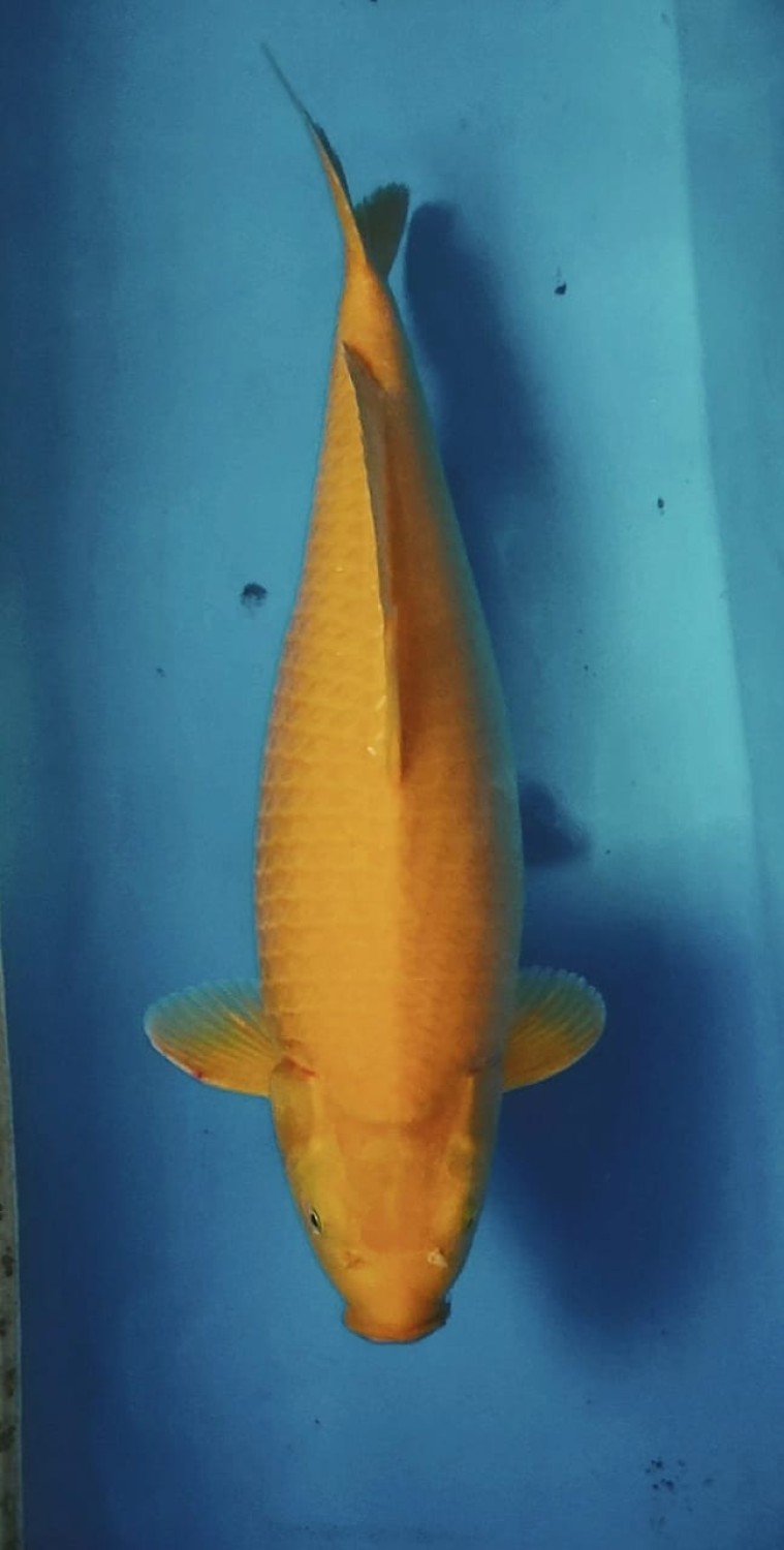 Juara 5