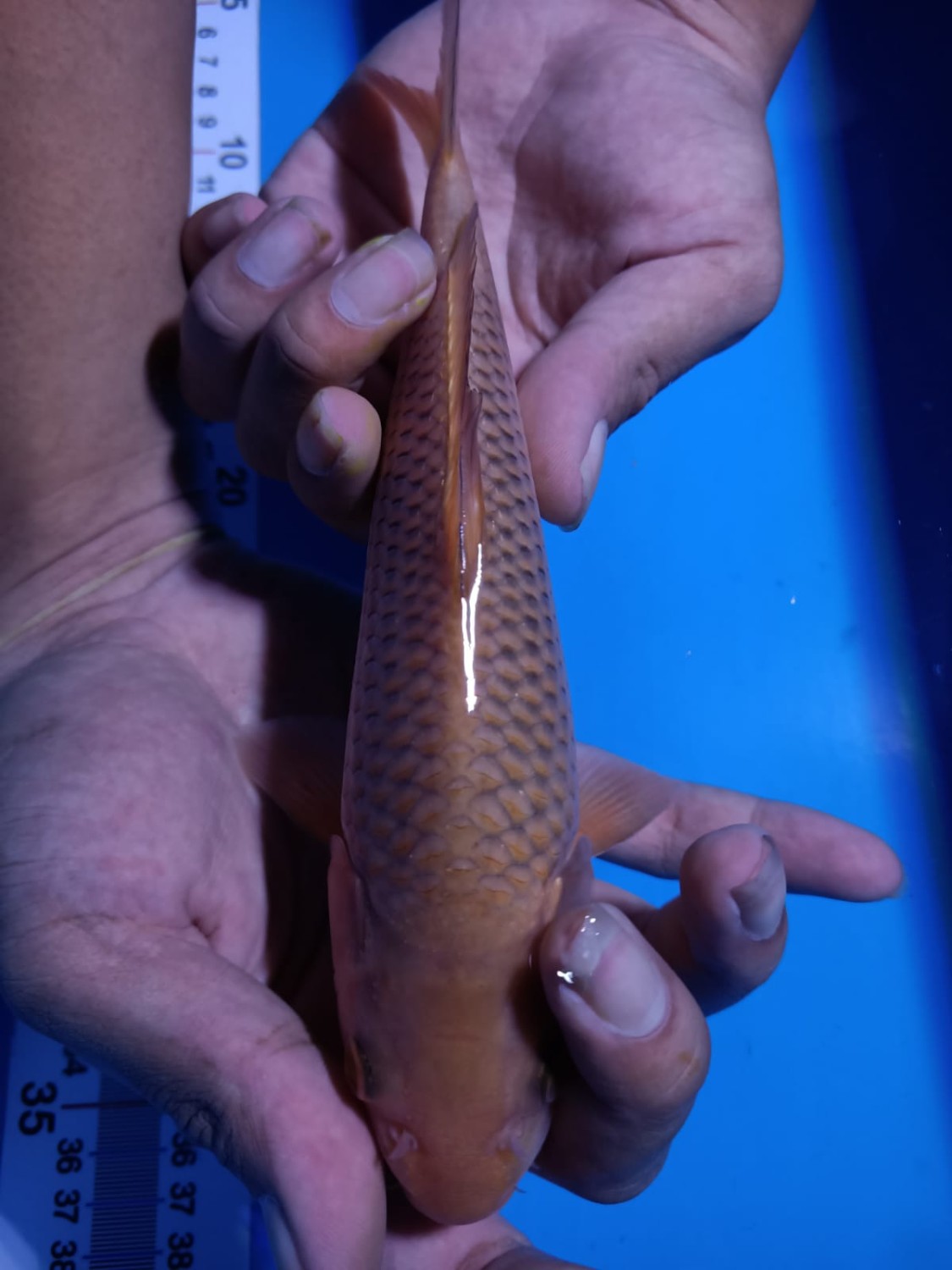 Juara 3
