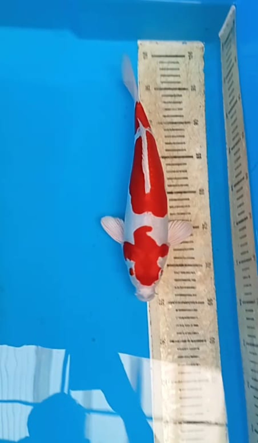 Juara 5