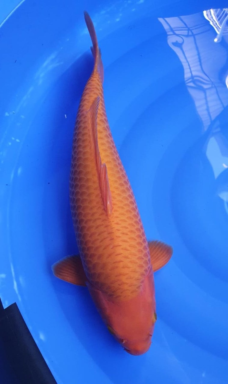 Juara 3