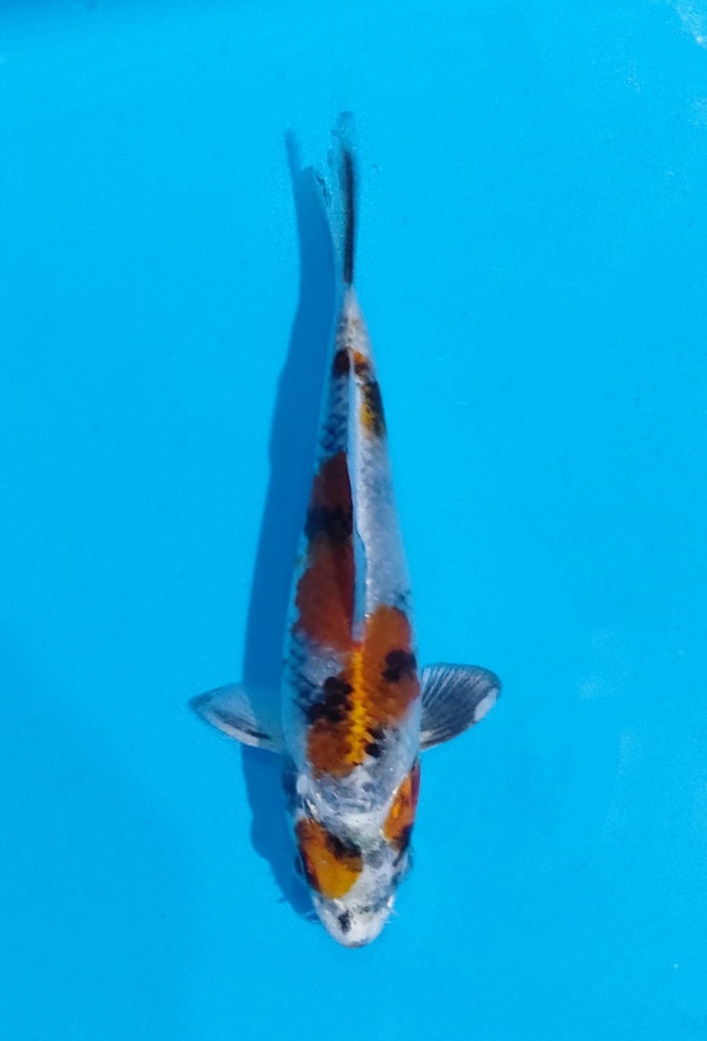 Juara 2