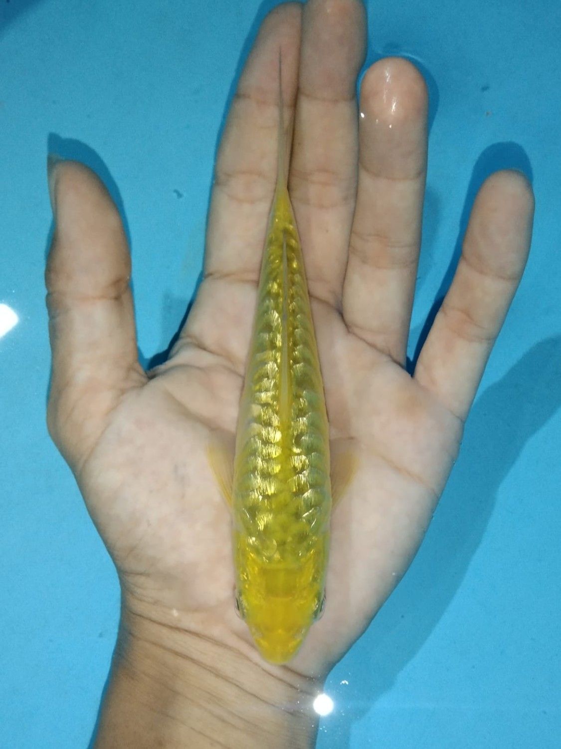 Juara 2