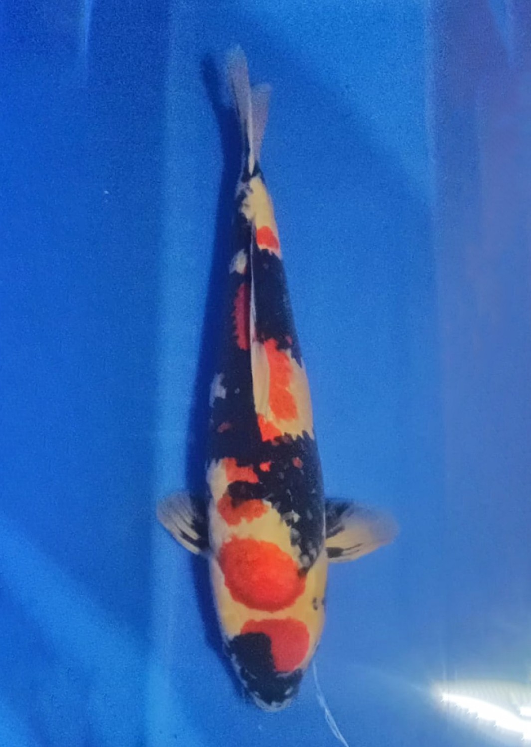 Juara 2