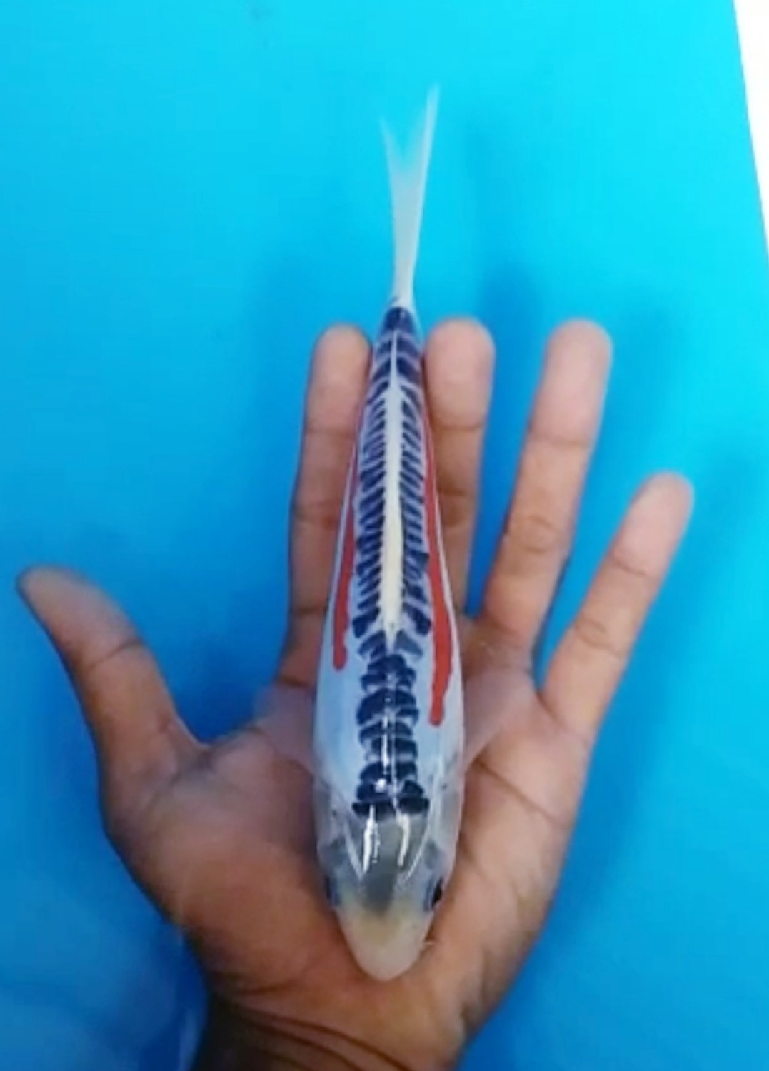 Juara 4