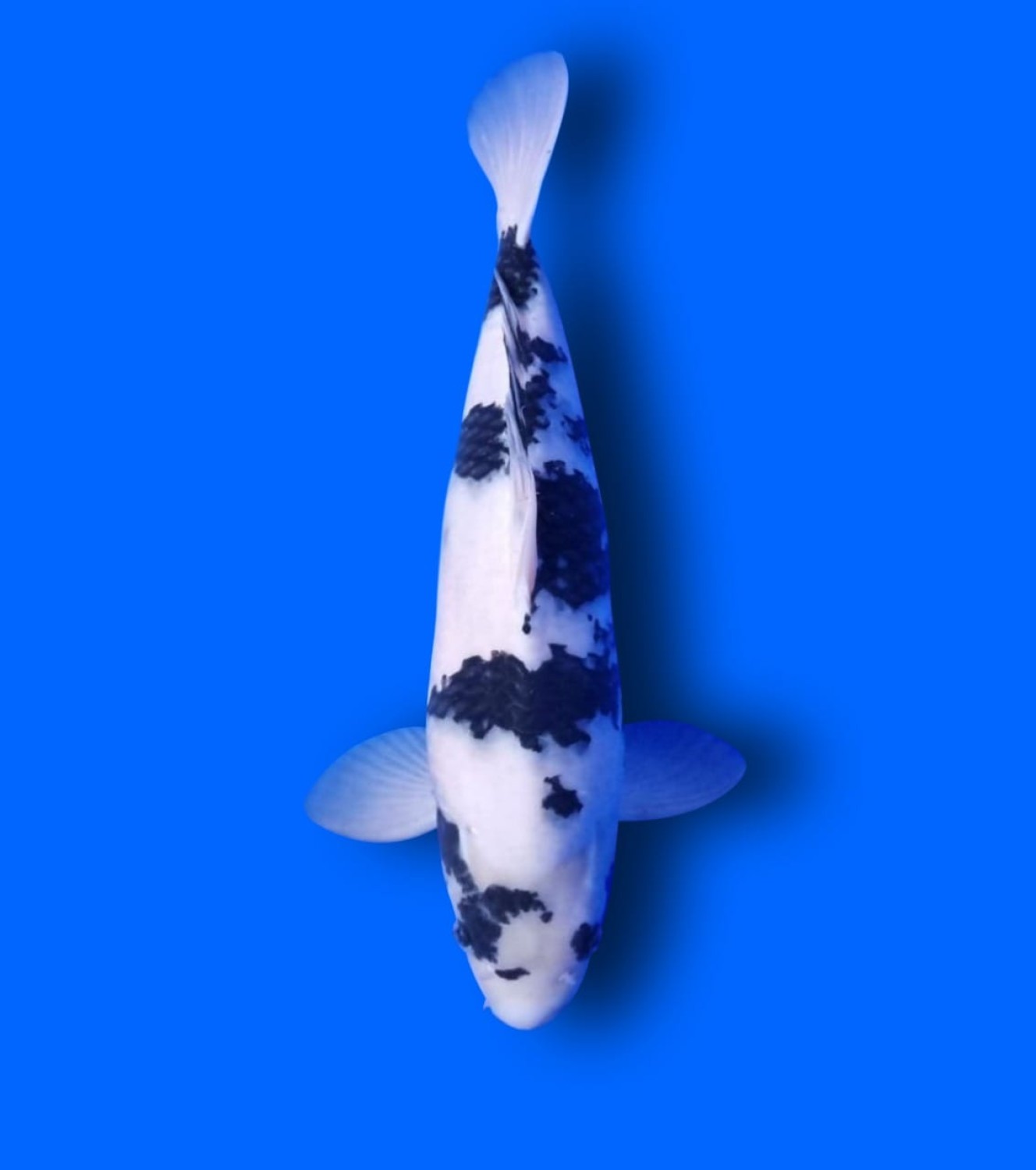 Juara 2
